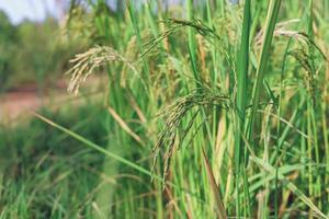 die langsam gelb zu werdenden Reisähren freuen sich auf den Tag der Ernte.