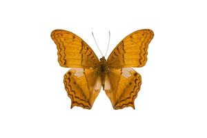 Vindula Erota Schmetterling isoliert auf weißem Hintergrund foto