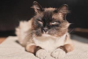 Porträt einer erwachsenen flauschigen Katze mit blauen Augen, die in einem Haus auf dem Boden liegt foto