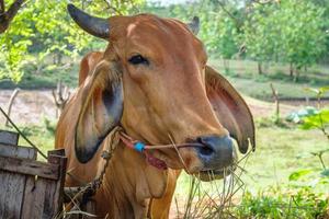braune Kühe auf einem ländlichen Bauernhof foto