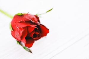 frische rote rosen auf weißem hintergrund für eine rose am valentinstag liebe foto
