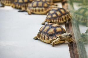 Afrikanische Spornschildkröte - Nahaufnahme der Schildkröte, die in der Farm spazieren geht foto