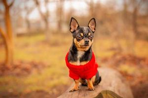 Chihuahua-Hund in einem roten Pullover im Herbst in der Natur. Chihuahua sitzt auf einem Baumstamm. foto