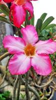 rote Frangipani rosa Blume, tropische Pflanze Asien foto