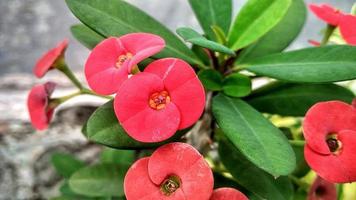 rote Blumeneuphorbien, tropische Pflanze, Gartenarbeit. foto