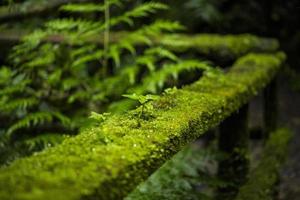 Nahaufnahme Moos Geländer Zaun Costa Rica Regenwald