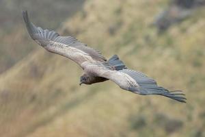 Andenkondor im Flug in Ecuador foto