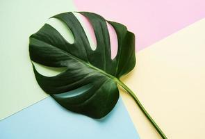 grünes Blatt auf pastellfarbenem Hintergrund