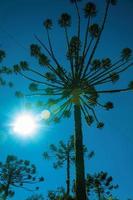 Kiefernbaumkrone mit Sonnenlicht durch die Äste im Nationalpark Aparados da Serra in der Nähe von Cambara do Sul. eine kleine landstadt im süden brasiliens mit erstaunlichen natürlichen touristenattraktionen. foto