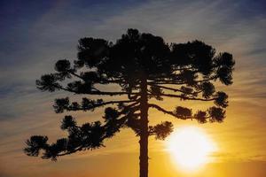 Top Äste Blick auf eine Kiefernsilhouette im Sonnenuntergang, ein sehr häufiger Baum in der ländlichen Region von Bento Goncalves. eine freundliche Landstadt im Süden Brasiliens, die für ihre Weinproduktion bekannt ist. foto