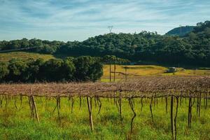 ländliche Landschaft mit Reihen von blattlosen Weinreben in einem Weinberg mit Landhaus und bewaldeten Hügeln in der Nähe von Bento Goncalves. eine freundliche Landstadt im Süden Brasiliens, die für ihre Weinproduktion bekannt ist. foto