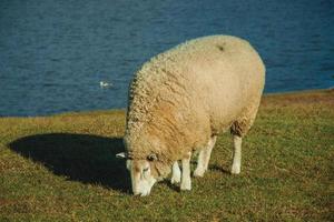 Schafe mit dicker Wollschicht, die friedlich auf einem grünen Rasen grasen, neben einem See von einer Farm in der Nähe von Cambara do Sul. eine kleine landstadt im süden brasiliens mit erstaunlichen natürlichen touristenattraktionen.