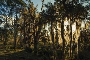 von Flechten und Epiphyten bedeckte Äste mit Sonnenlicht, das inmitten eines Hains in der Nähe von Cambara do Sul durchgeht. eine kleine landstadt im süden brasiliens mit erstaunlichen natürlichen touristenattraktionen. foto