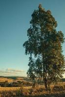 hoher Baum im Vordergrund im ländlichen Tiefland namens Pampas, bedeckt von trockenen Büschen bei Sonnenuntergang in der Nähe von Cambara do Sul. eine kleine landstadt im süden brasiliens mit erstaunlichen natürlichen touristenattraktionen. foto