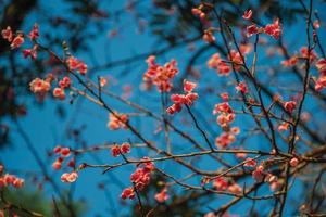 Detail der bunten Blumen am Baum bei Sonnenuntergang in einem Park von Nova Petropolis. eine schöne ländliche stadt, die von deutschen einwanderern in südbrasilien gegründet wurde. foto