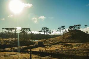 Landschaft des ländlichen Tieflands namens Pampas mit Bäumen auf Hügeln, die bei Sonnenuntergang von trockenen Büschen in der Nähe von Cambara do Sul bedeckt sind. eine kleine landstadt im süden brasiliens mit erstaunlichen natürlichen touristenattraktionen. foto