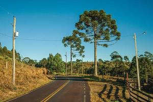 gepflasterte Straße durch ländliches Tiefland namens Pampas neben Bäumen und Stacheldrahtzaun in der Nähe von Cambara do Sul. eine kleine landstadt im süden brasiliens mit erstaunlichen natürlichen touristenattraktionen. foto