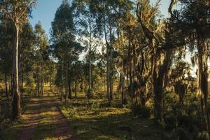 Äste, die von Flechten und Epiphyten bedeckt sind, mit hölzernem Hoftor auf Feldweg bei Sonnenuntergang in der Nähe von Cambara do Sul. eine kleine landstadt im süden brasiliens mit erstaunlichen natürlichen touristenattraktionen. foto