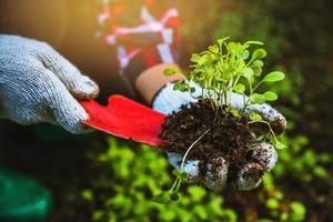 Frau Asien Pflanzen Landwirtschaft Gemüse. den Gemüsegartenanbau in den Boden eingraben und das frühe Wachstum abtrennen. Pflanzengemüse Chinakohl foto