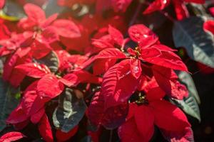 rote Weihnachtssternblume oder Euphorbia pulcherrimaon des roten Weihnachtshintergrundes im Garten. foto