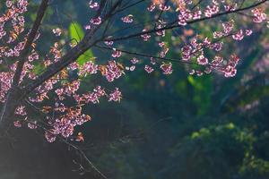 Kirschblüten-Prunus Cerasoides oder wilde Himalaya-Kirsche, riesige Tigerblume in Phu Lom Lo, Phetchaboon, Thailand. foto