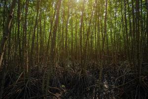 die waldmangroven in chanthaburi thailand. foto