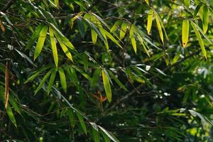 der tropische wald in vietnam foto