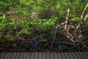 Brücke Holzweg im Wald Mangroven in Chanthaburi, Thailand. foto