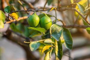 Nahaufnahme von grünen Zitronen wachsen auf dem Zitronenbaum in einem Garten Zitrusfrüchte Thailand. foto