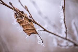 gefrorene Pflanzen im Winter mit Raureif. Türkisfarbene Winterpflanzen in den Sonnenstrahlen. Winterszene. Hintergrundbeleuchtung verschwommene Schönheit Winterblumen Kunstdesign. foto