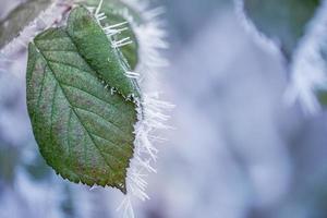 Nahaufnahme eines gefrorenen grünen Blattes im Winter, bedeckt von schönen Eiskristallen foto