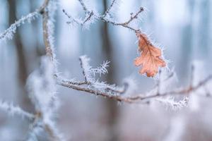 gefrorene Pflanzen im Winter mit Raureif. Türkisfarbene Winterpflanzen in den Sonnenstrahlen. Winterszene. Hintergrundbeleuchtung verschwommene Schönheit Winterblumen Kunstdesign. foto