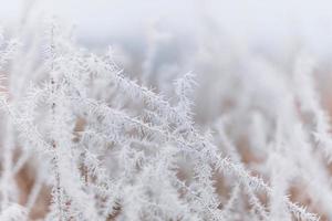 gefrorene Wiese, die im Sonnenaufgangslicht funkelt, trockene Gräser am Wintermorgen mit Frost bedeckt foto