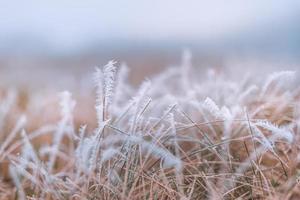 gefrorene Graswiese mit verschwommener nebliger kalter Landschaft. frostbedeckte Gräser in Winterlandschaft, selektiver Fokus und geringe Schärfentiefe foto