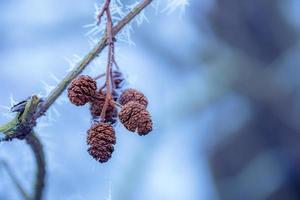 gefrorene Pflanzen im Winter mit Raureif. Türkisfarbene Winterpflanzen in den Sonnenstrahlen. Winterszene. Hintergrundbeleuchtung verschwommene Schönheit Winterblumen Kunstdesign. foto