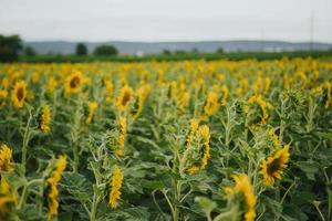 Feld der Sonnenblumen foto