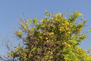 Zitronenbaum in den Gärten von Kapstadt, Südafrika. foto