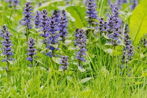 aufrechtes Signalhorn ajuga genevensis in einer Natur foto