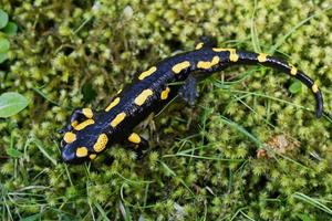 Feuersalamander Salamandra Salamandra in einer Natur foto