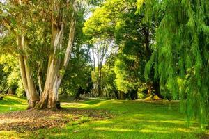 Batumi dendrologischer Park foto