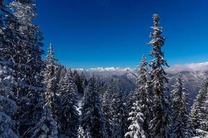 schneebedeckte Kiefern mit bewölkter Bergkette im Hintergrund foto