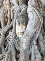 ayutthaya buddha kopfstatue mit gefangen in bodhi baumwurzeln bei wat maha that. foto