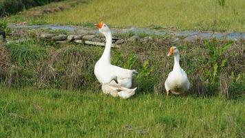 die vielen Gänse und Enten, die im Frühjahr frei auf den Feldern laufen foto