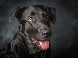 schwarzer Labrador Retriever foto