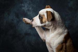 Amerikanischer Bulldogge Welpe foto