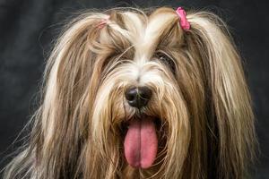 Tibet Terrier Hund foto