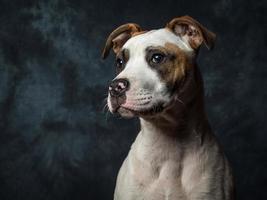 Amerikanischer Bulldogge Welpe foto