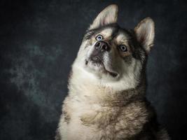 Siberian Husky mit blauen Augen foto