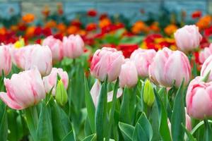 Tulpenblumen im Garten. rosa und rote Farbe. foto