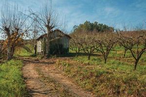 Bento Goncalves, Brasilien - 12. Juli 2019. Ländliche Herbstlandschaft mit einer kleinen schäbigen Hütte neben blattlosen Platanen, in einem Weinberg in der Nähe von Bento Goncalves. foto